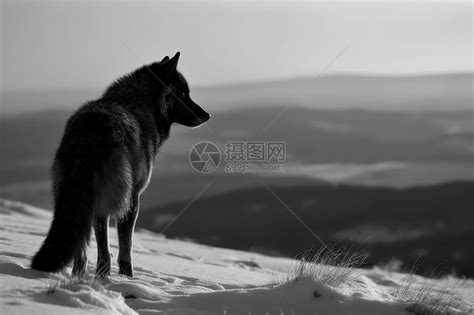 孤独的狼高清图片下载-正版图片600112577-摄图网