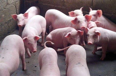 这招养猪必须得懂：一旦发病高致死率的猪梭菌 - 猪病预防及治疗/养猪技术 - 中国养猪网-中国养猪行业门户网站