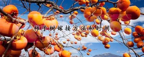 柿子树嫁接方法和时间 —【发财农业网】