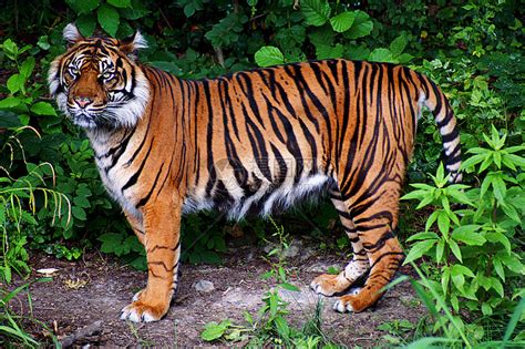 老虎哺乳动物野生动物荒野猎物树叶动物园动物毛皮小猫橙子高清图片下载-正版图片320341000-摄图网
