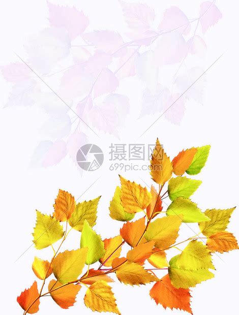 秋天的叶子在白色高清图片下载-正版图片505967139-摄图网