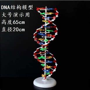抽象生物学DNA立体模型图片素材-正版创意图片600120035-摄图网
