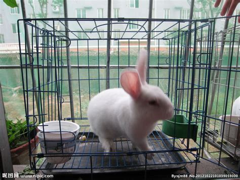 小白兔的特点是什么 小白兔的特点介绍_知秀网