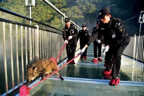 野猪已成中国当前致害范围最广、造成损失最严重的野生动物
