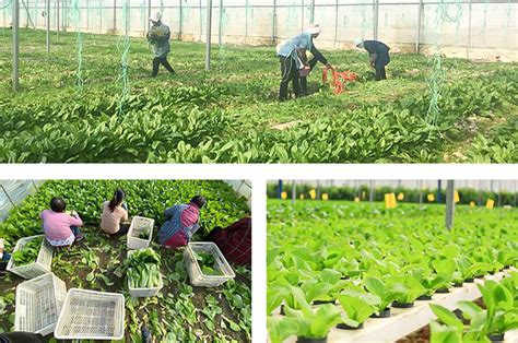 朱家角时令蔬菜大量上市，新鲜蔬菜直供市区受欢迎_青浦要闻_新闻中心_上海市青浦区人民政府