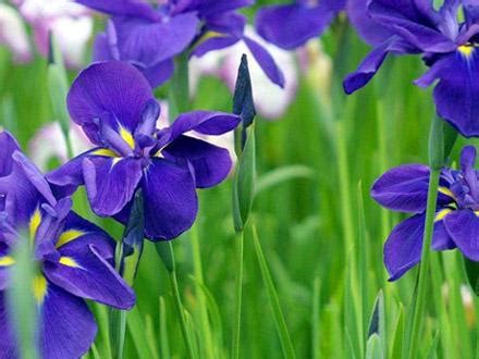 紫罗兰的花语|紫罗兰图片欣赏_花卉花语__南北花木网
