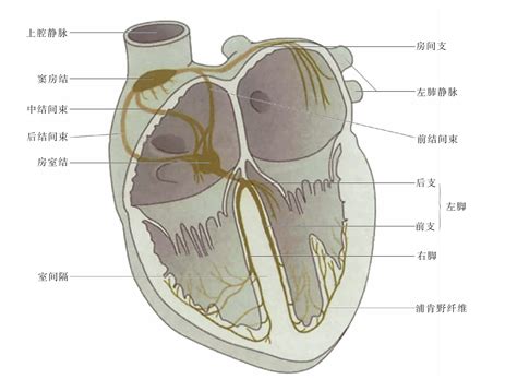 图177 心脏传导系-基础医学-医学