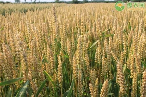 安徽今年小麦价格是多少钱一斤？附小麦最新行情走势分析 - 惠农网