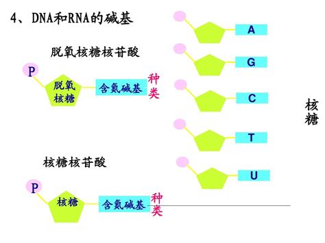 8种核苷酸结构简图_word文档在线阅读与下载_无忧文档