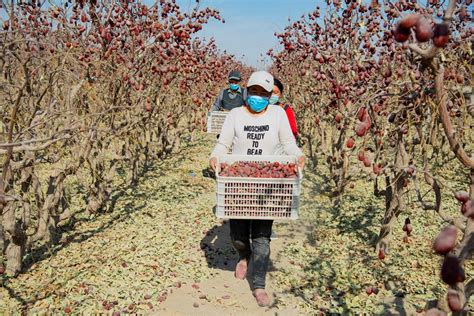 新疆洛浦：红枣产业强起来 农民口袋鼓起来 - 看点 - 华声在线