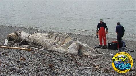 被冲上海滩的“海怪”尸体揭秘 - 神秘的地球 科学|自然|地理|探索