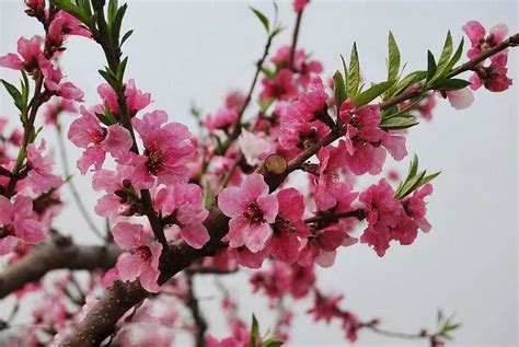 桃花种子怎么种？可以通过五步进行种植桃花-绿宝园林网