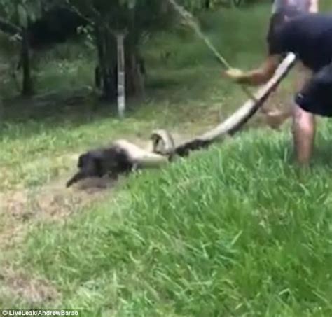 巴西村民合力勇救险成巨蟒“午餐”的小狗 - 神秘的地球 科学|自然|地理|探索