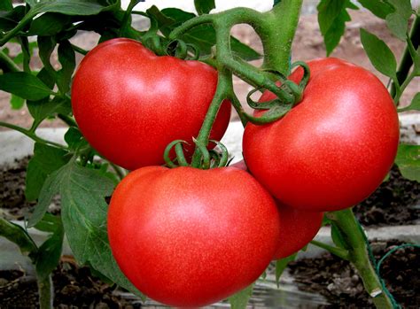 番茄高产种植，省时省力省成本，肥大肥二全程施肥管理方案__凤凰网