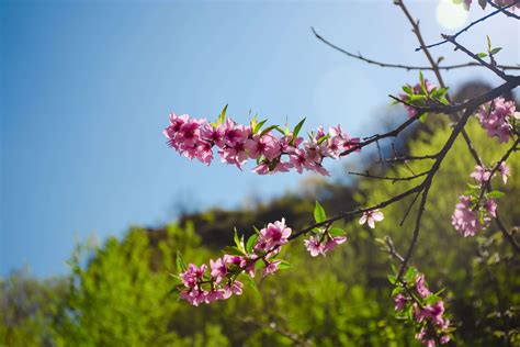 生机盎然的意思 - 业百科