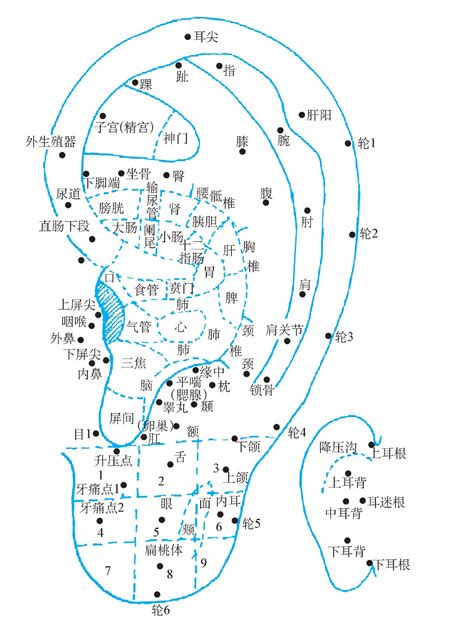 耳部穴位图图片