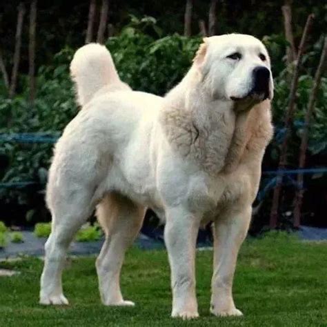 世界十大大型犬排名|罗威纳|犬种|獒_新浪新闻