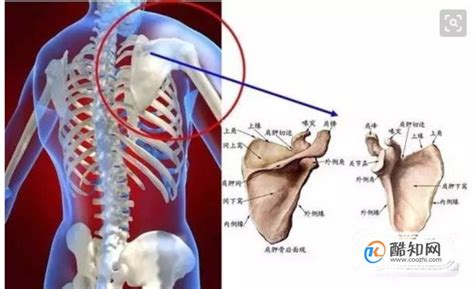 肩胛骨图片