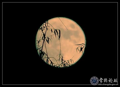 月上柳梢头,其它,自然风景,摄影素材,汇图网www.huitu.com