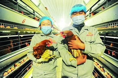 一对夫妻寻找两广养鸡场饲养员工作 - 养殖场用工对接 鸡病专业网论坛