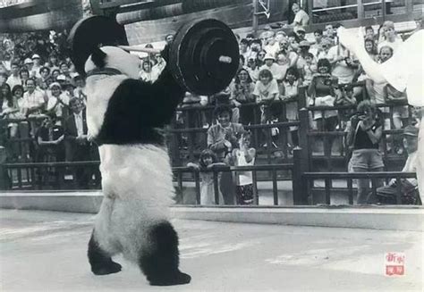 1990年北京亚运会，熊猫盼盼宣传画片_小画片_东北大个【7788收藏__收藏热线】