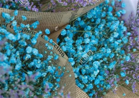 蓝色满天星的花语及含义是什么-绿宝园林网