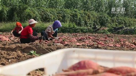 河北河间：红薯种植助农增收_凤凰网视频_凤凰网