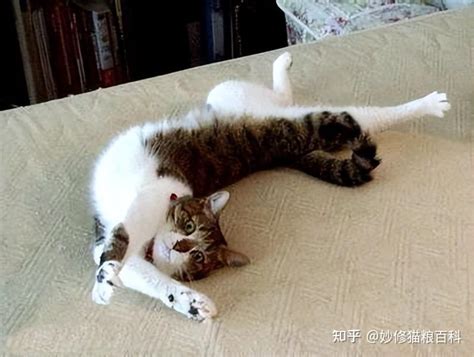 家里有孩子可以养猫吗？怎么做到科学养猫? - 知乎