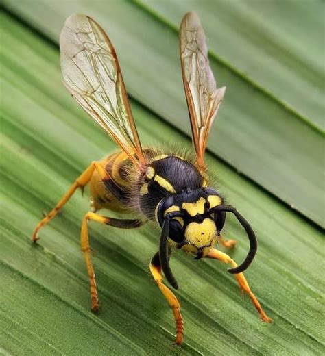 现实中的大黄蜂，都爱蜇人吗？| 果壳 科技有意思