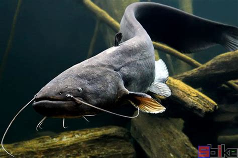鲶鱼SilurusGlanis的水下照片欧洲湖泊和河流中最大的掠食鱼类野生动物欧洲鲶鱼在自然栖息地游泳高清图片下载-正版图片505877737-摄图网