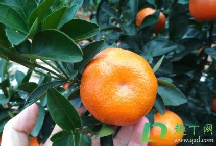 柑橘管理 | 沃柑转色期的主要管理工作 - 沃柑种植_沃柑种植技术 - 广西鸣鸣果园集团
