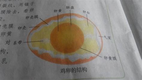 鸡蛋的结构示意图图片