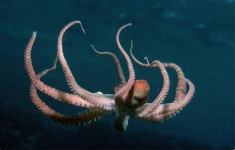 深海中的章鱼插画图片下载-正版图片600074730-摄图网