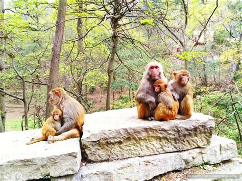 黔灵山猴子摄影图__野生动物_生物世界_摄影图库_昵图网nipic.com