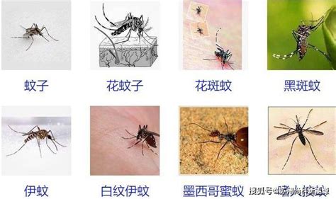蚊子喜欢什么血型的人：A型血最容易被蚊子咬 - 综合百科 - 懂了笔记