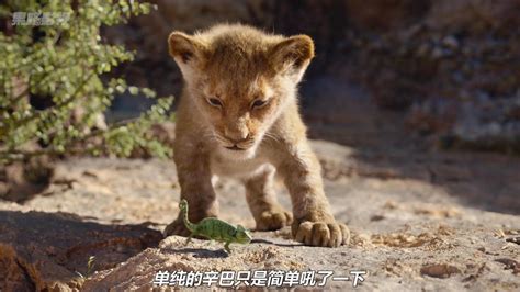 一只小狮子被嫁祸于杀父的罪名，长大后变为父报仇，成为一代狮王二_高清1080P在线观看平台_腾讯视频