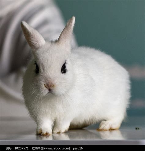 白色侏儒兔近摄高清特写高清图片下载_红动中国