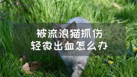 上海浦南医院一天最高犬伤门诊就诊人数近350人！天气渐热猫狗伤人频繁，专家：必须加强狂犬防控意识