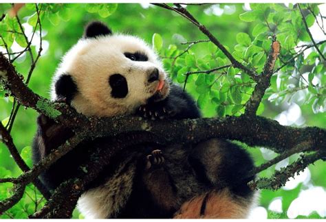 《大熊猫》-- 中国摄影著作权协会-摄影公社