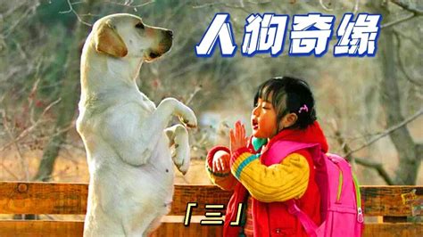 十部关于狗狗的暖心电影 2019十大感人狗狗电影_查查吧