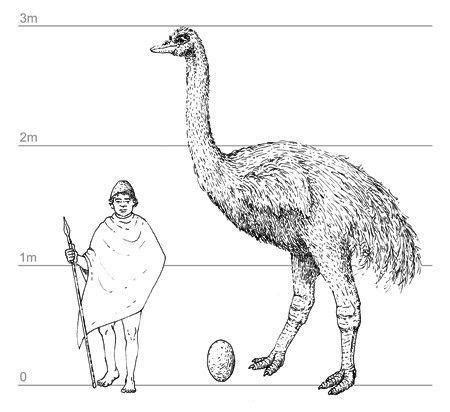 鸵鸟是当今最大鸟类，恐鸟比它大很多，象鸟更大，却还不是最大的