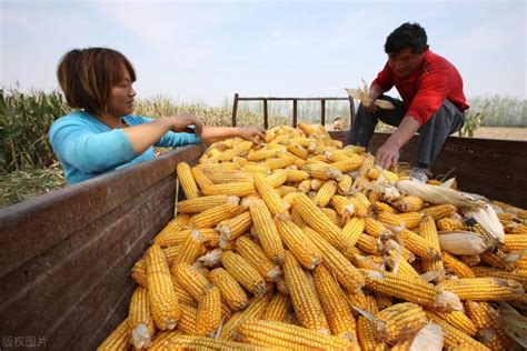 农民日报头版：6元一根“新东方”玉米，农民能赚多少？