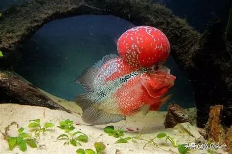 好看的鱼淡水罗汉鱼火起头大苗大型热带鱼混养观赏鱼中型水族-阿里巴巴