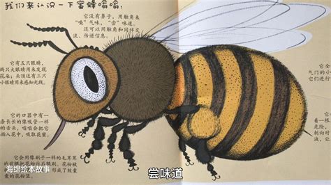 关于蜜蜂的小知识有哪些 盘点关于蜜蜂的小知识_知秀网