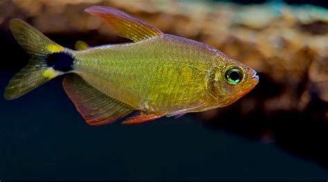 红唇可卡 - 小型鱼类 - CTA南美水族