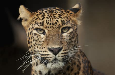 非洲南部Kruger自然公园野生豹沉睡高清图片下载-正版图片504980305-摄图网