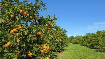 橘子园的果农夫妇手捧橘子高清图片下载-正版图片502068495-摄图网