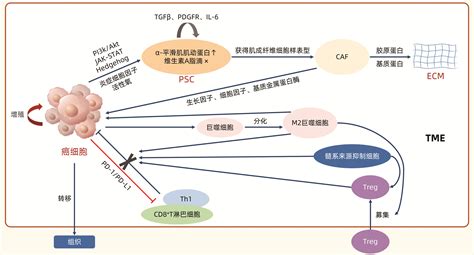 “中国人蛋白质组计划”再获重要新进展，首次揭示肺腺癌分子全景