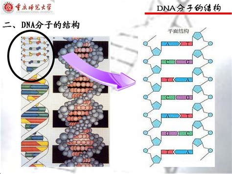 dna模型 基因3D模型_下载页面_直线网_专业的设计学习交流平台