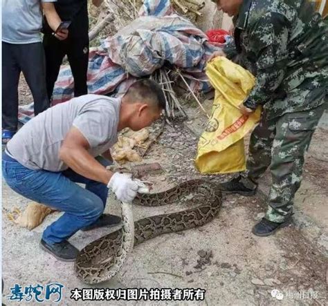 蛇场直销：贵州蛇友饲养大王蛇出栏对上海地区销售，欢迎收购商联系_蛇价格_毒蛇网